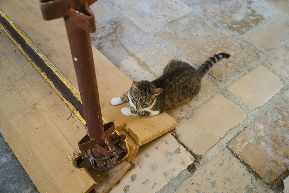2026-06-15_dubrovnik_alley-cat-on-cardboard_dsc07691.jpg