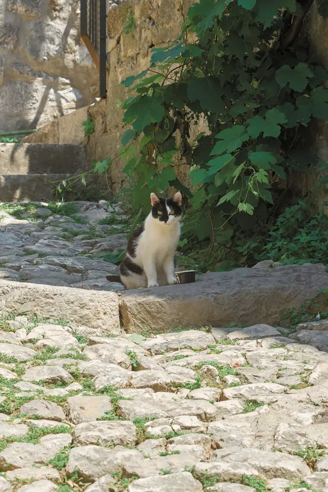 2026-06-11_kotor_cat-on-cobbled-steps_dsc05563.jpg