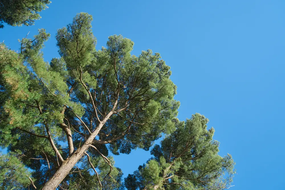2026-06-12_kotor_pine-branches-blue-sky_dsc06185.jpg