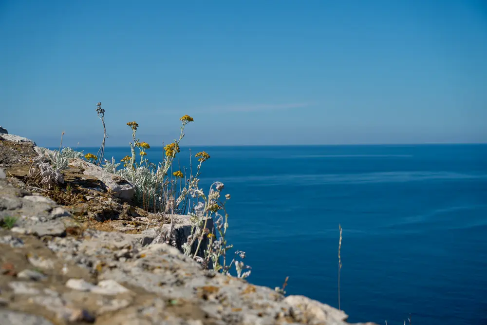 2026-06-10_dubrovnik_wildflowers-on-wall-sea_dsc04999.jpg