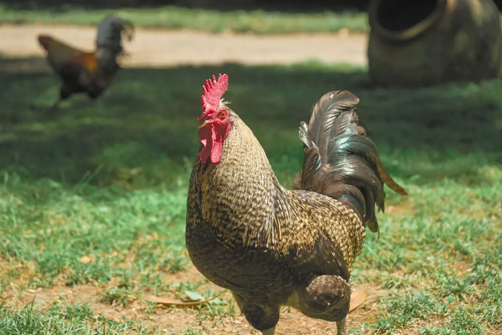 2026-06-06_istanbul_rooster-on-palace-lawn_dsc02766.jpg