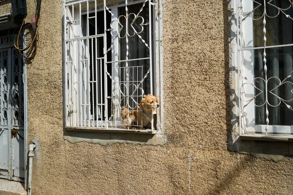 2026-06-09_istanbul_dogs-in-barred-window_dsc04563.jpg