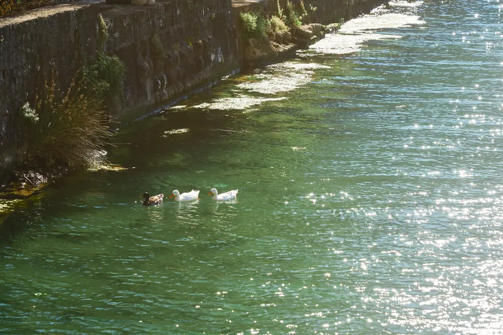 2026-06-12_kotor_geese-in-canal_dsc06171.jpg