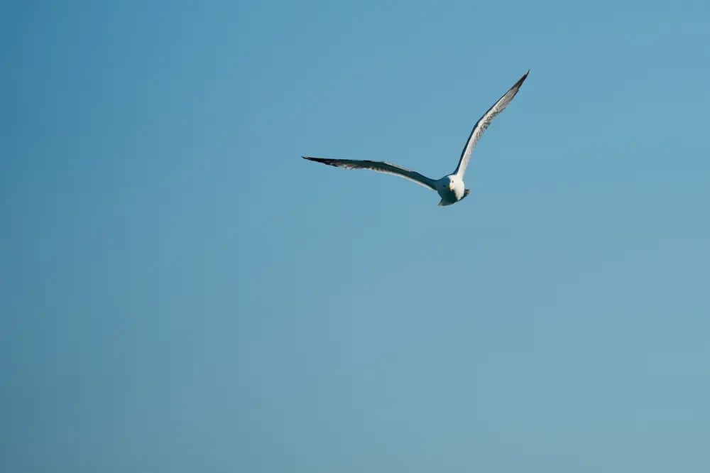 2026-06-06_istanbul_seagull-in-flight_dsc03224.jpg