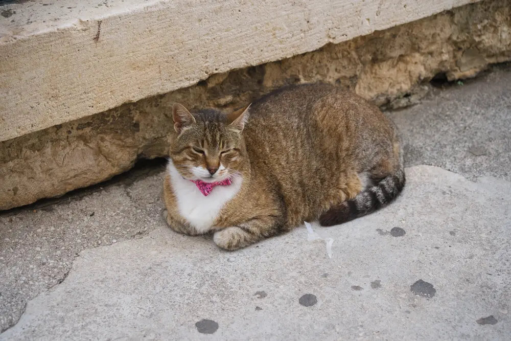 2026-06-13_korcula_cat-resting-on-stone_dsc06565.jpg