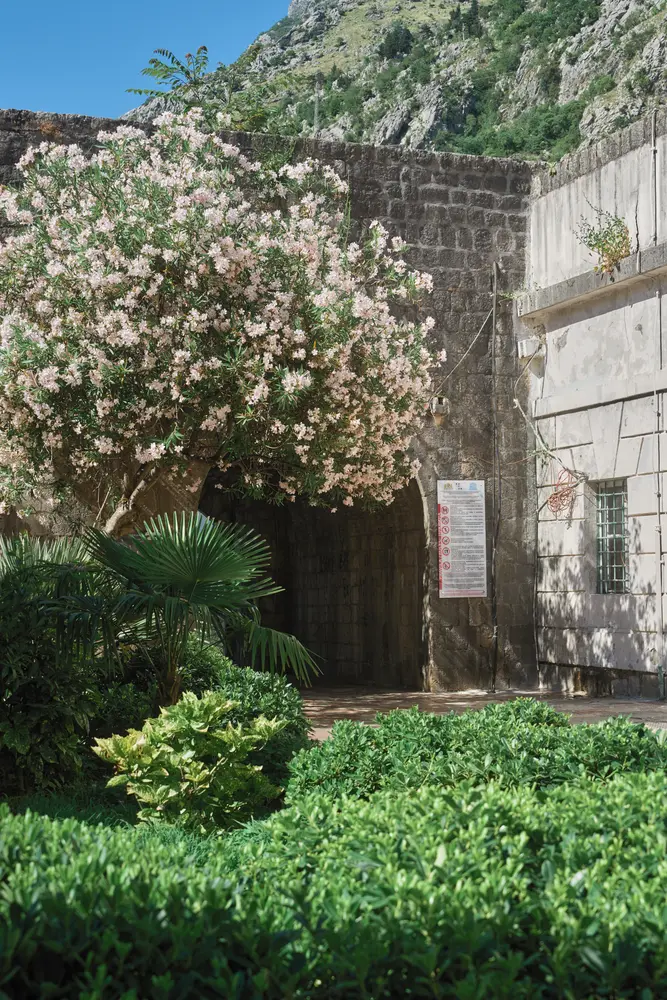 2026-06-12_kotor_oleander-by-stone-wall_dsc06142.jpg