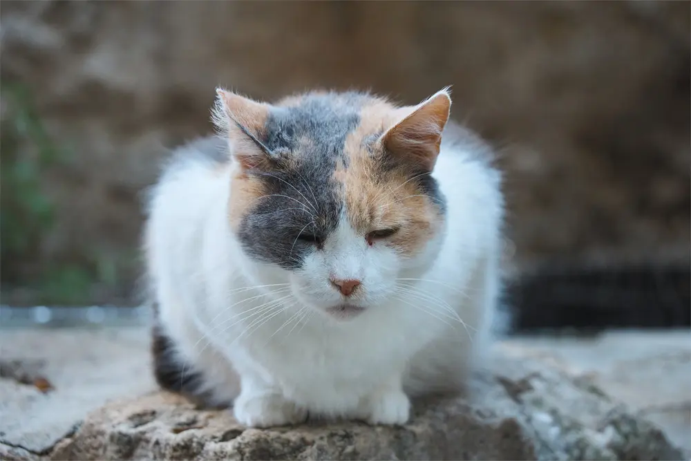 旅先の猫の顔