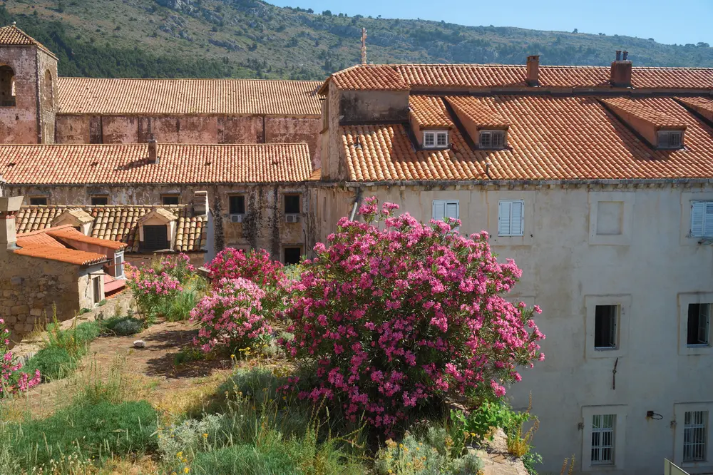 2026-06-10_dubrovnik_oleander-blossom-rooftops_dsc05033.jpg