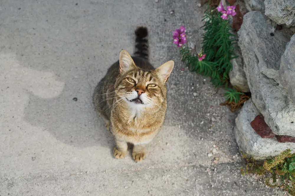 2026-06-09_istanbul_tabby-cat-looking-up_dsc04661.jpg