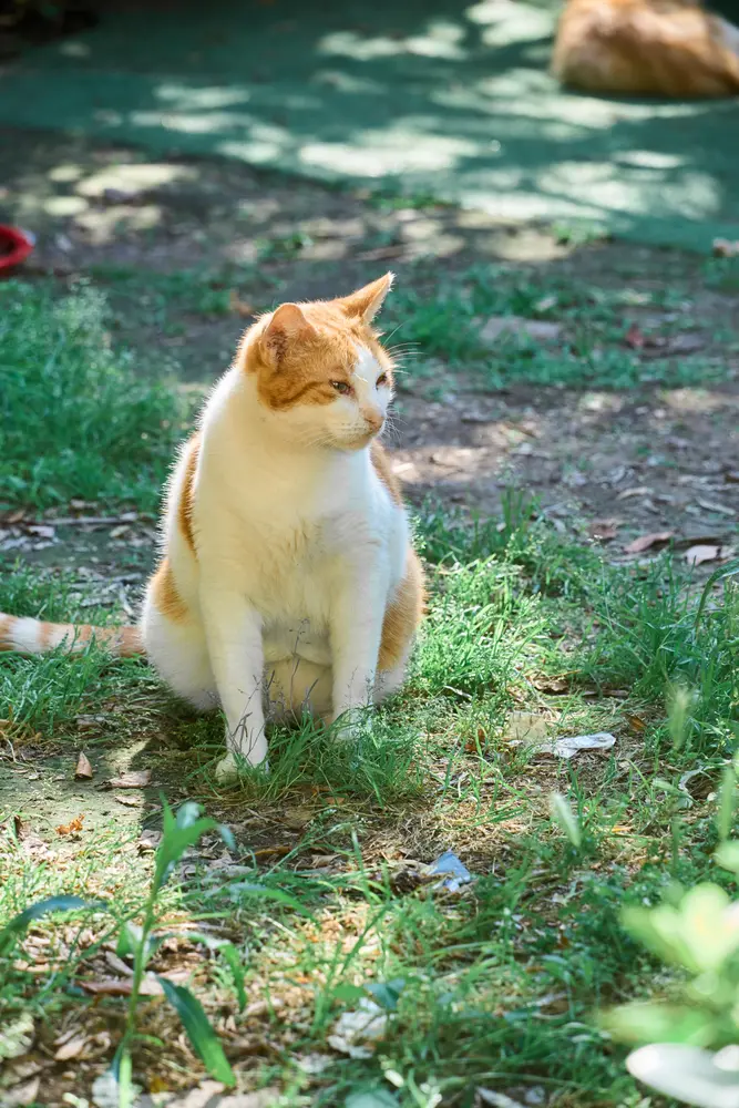 2026-06-12_kotor_cat-sitting-in-grass_dsc06153.jpg