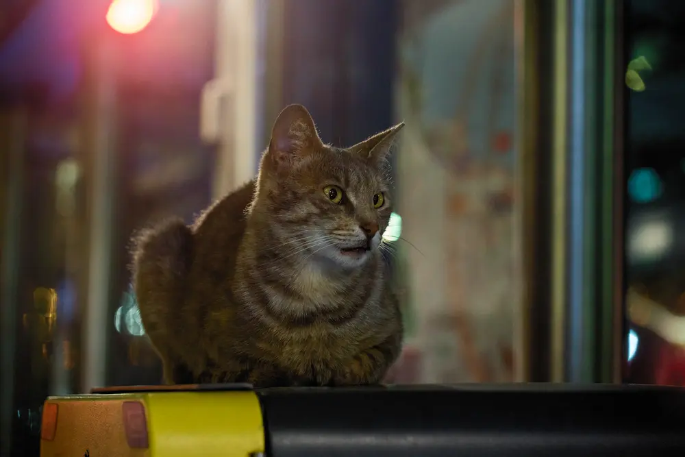 2026-06-07_istanbul_cat-at-night-shopfront_dsc04257.jpg