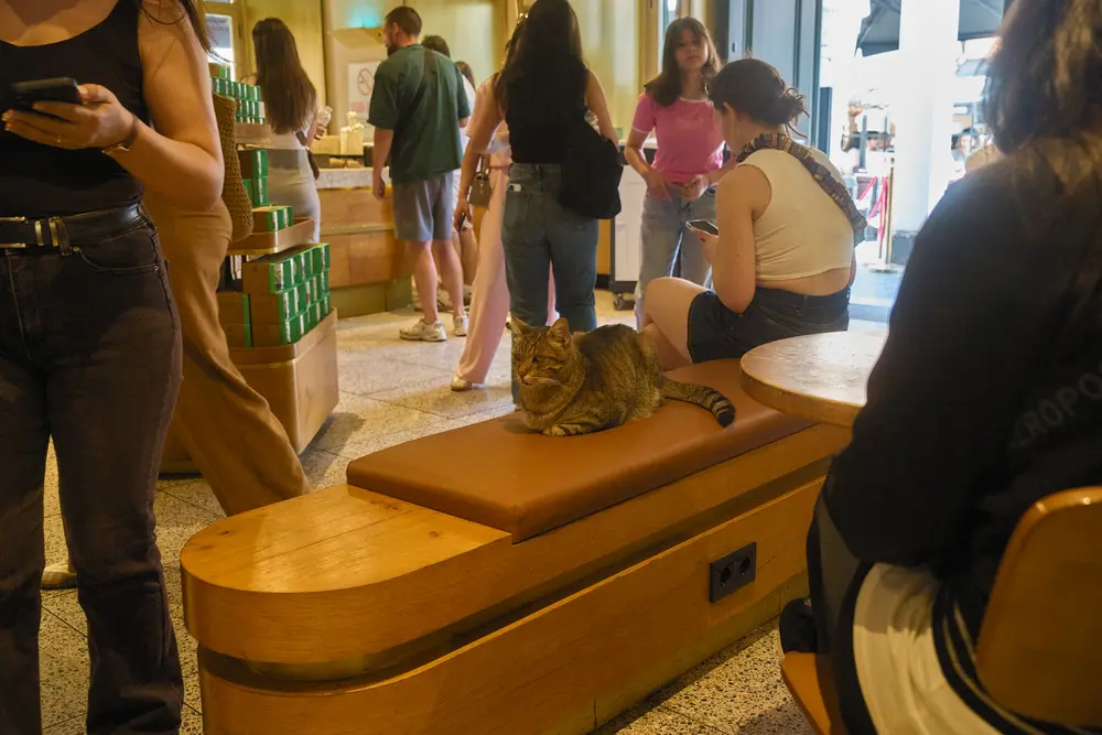 2026-06-06_istanbul_cat-on-shop-counter_dsc02980.jpg