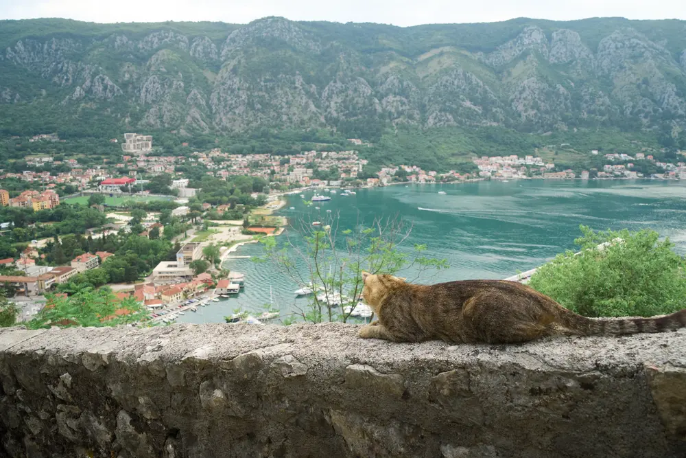 2026-06-11_kotor_cat-overlooking-bay_dsc05735.jpg