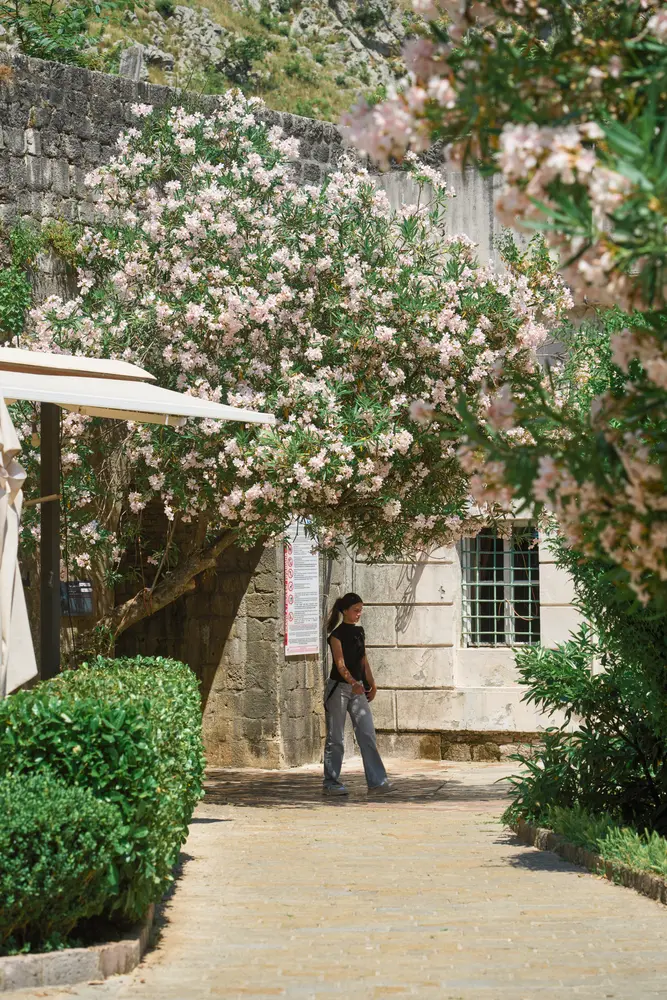 2026-06-11_kotor_oleander-garden-path_dsc05553.jpg