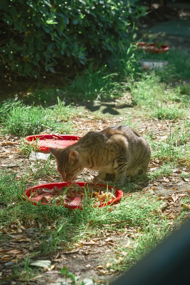 2026-06-12_kotor_cat-eating-in-garden_dsc06144.jpg