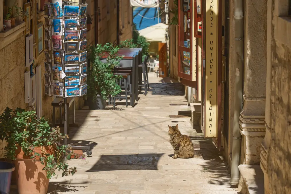 2026-06-14_korcula_postcard-rack-and-cat_dsc06991.jpg