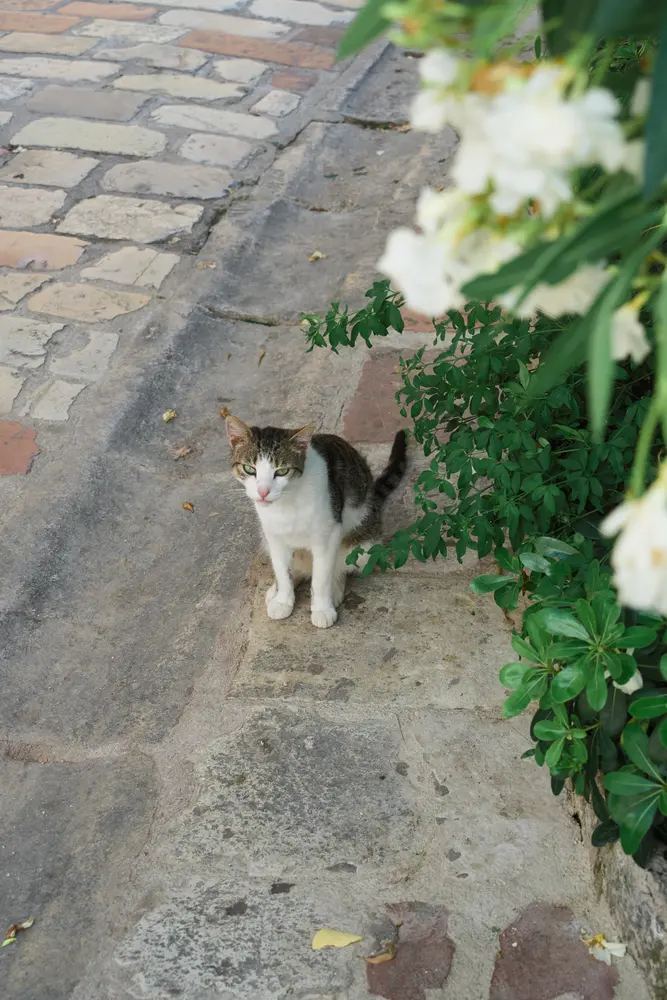 2026-06-11_kotor_cat-on-flowered-steps_dsc05558.jpg