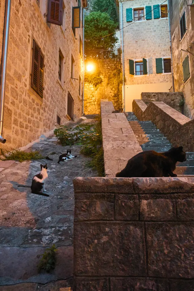 2026-06-12_kotor_cat-in-lamplit-alley_dsc06494.jpg