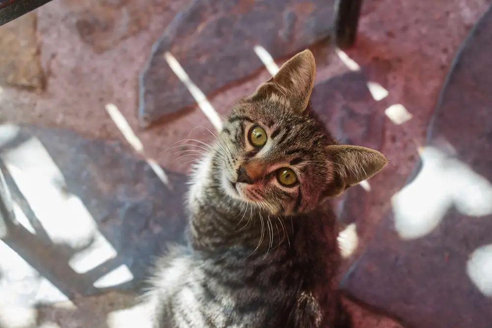 2026-06-08_istanbul_kitten-close-up_dsc04385.jpg