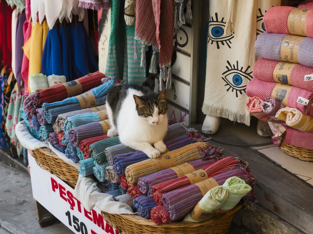 2026-06-06_istanbul_cat-on-textile-stall_dsc03002.jpg