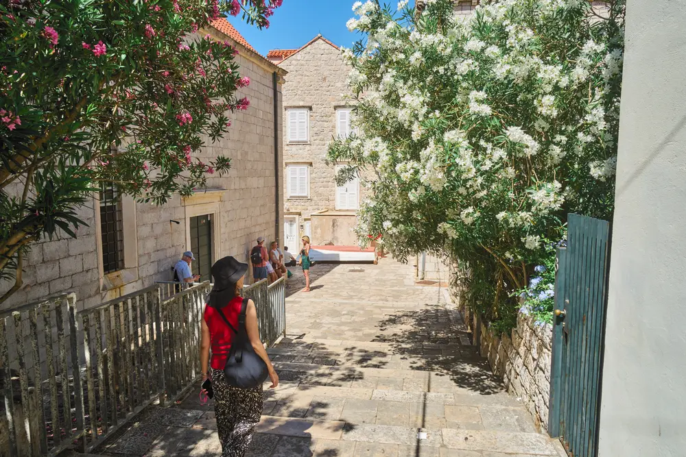 2026-06-10_dubrovnik_oleander-lined-lane_dsc05115.jpg