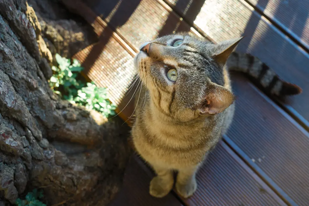 2026-06-13_korcula_cat-looking-up_dsc06740.jpg