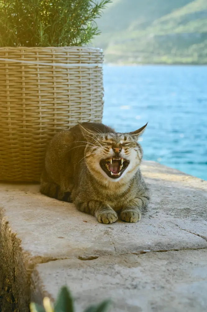 2026-06-13_korcula_cat-yawning-by-the-sea_dsc06754.jpg