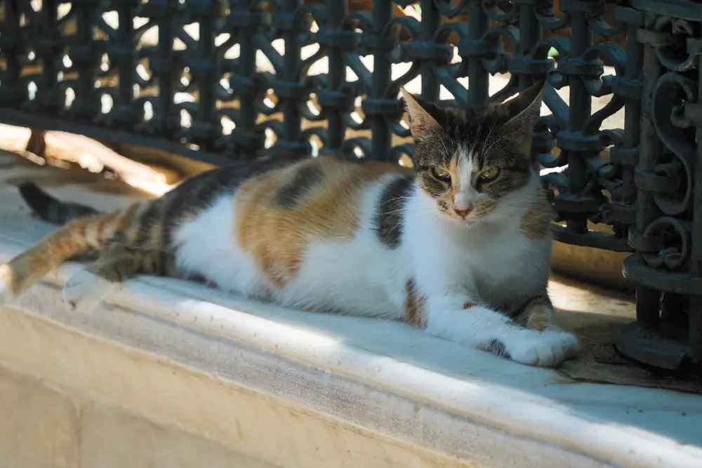 2026-06-08_istanbul_cat-under-iron-railing_dsc04347.jpg