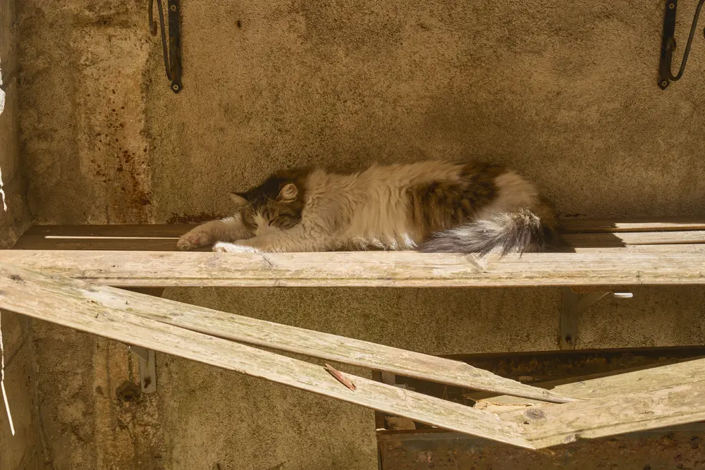 2026-06-12_kotor_cat-on-wooden-plank_dsc05904.jpg