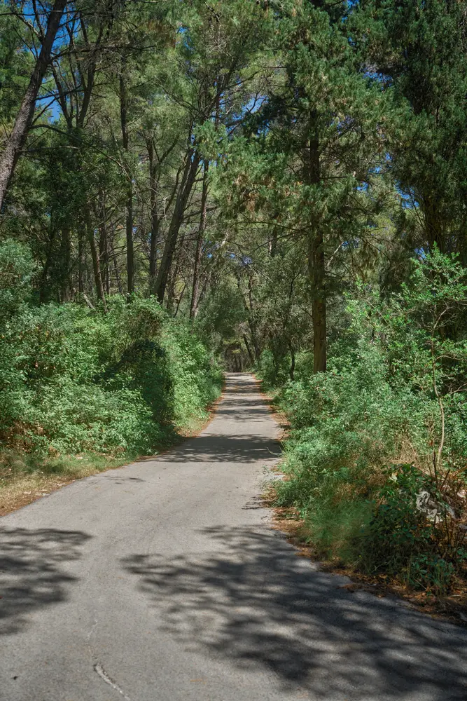 2026-06-14_korcula_pine-lined-road_dsc07061.jpg