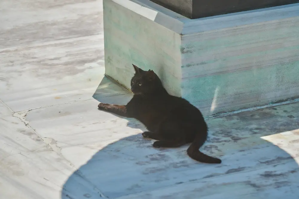 2026-06-06_istanbul_black-cat-in-sunlight_dsc02686.jpg