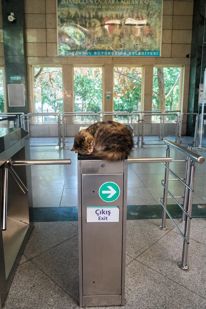 2026-06-08_istanbul_cat-asleep-on-turnstile_dsc04365.jpg