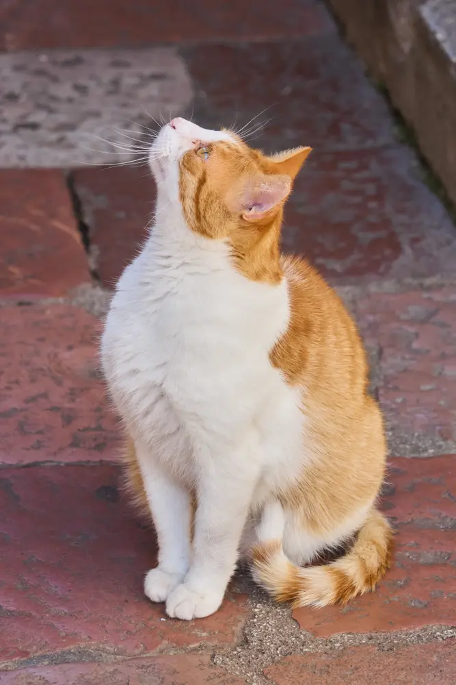 2026-06-12_kotor_ginger-cat-looking-up_dsc05840.jpg