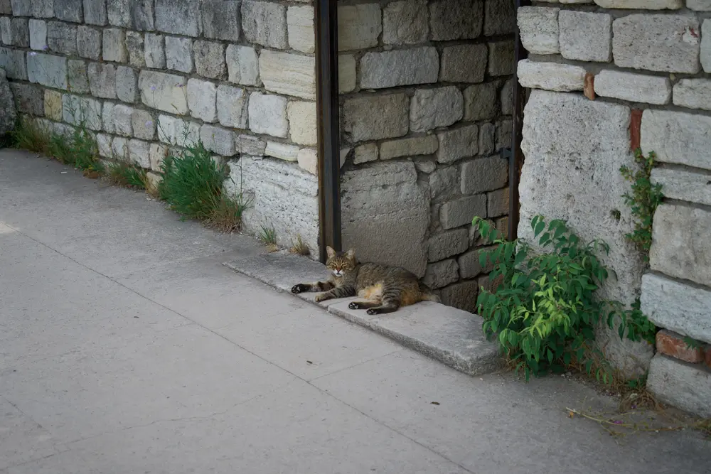 2026-06-09_istanbul_cat-resting-stone-wall_dsc04640.jpg