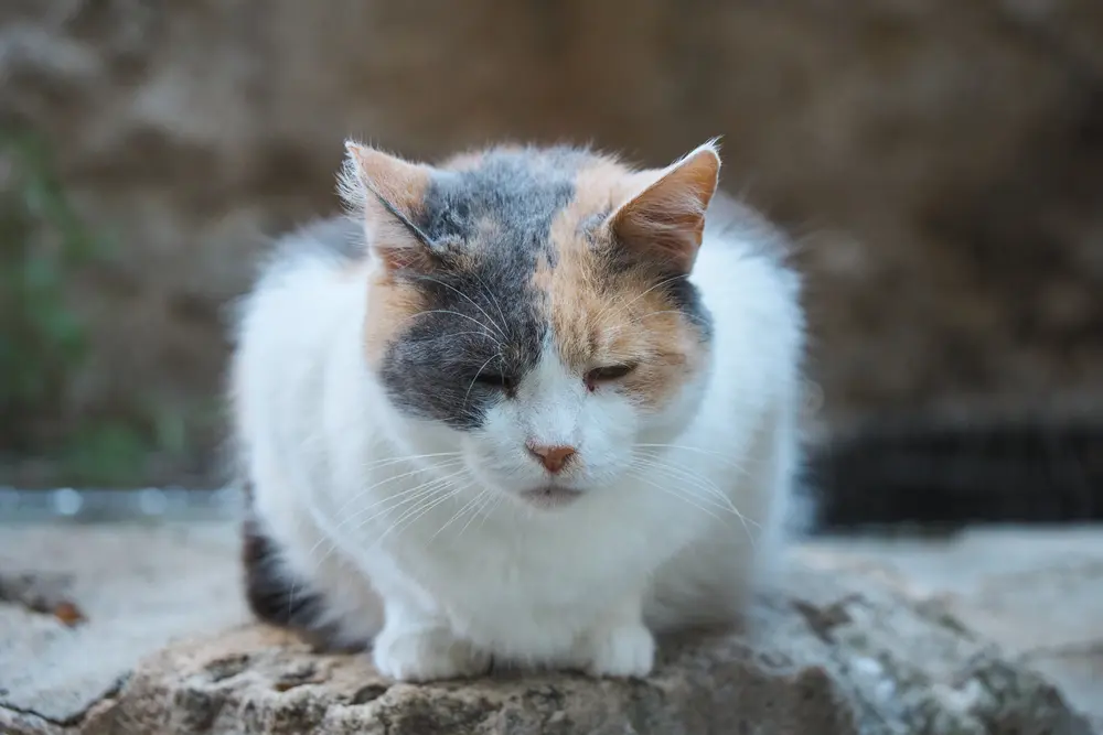 朝の石段と猫