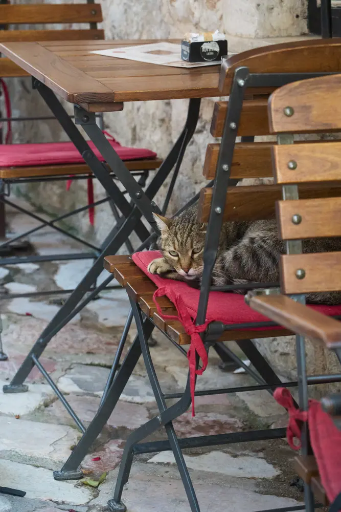2026-06-12_kotor_cat-under-cafe-chair_dsc05862.jpg