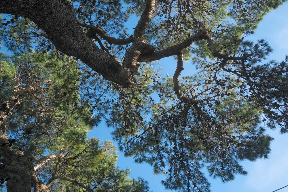 2026-06-13_korcula_pine-branches-and-bell-tower_dsc06683.jpg