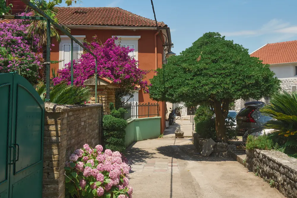 2026-06-11_kotor_flowering-garden-lane_dsc05426.jpg