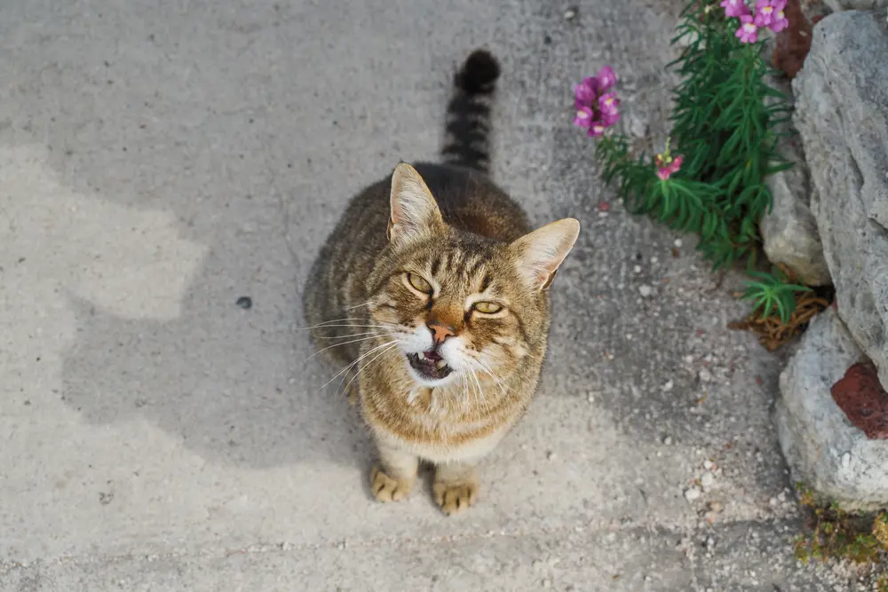 城壁を歩く猫