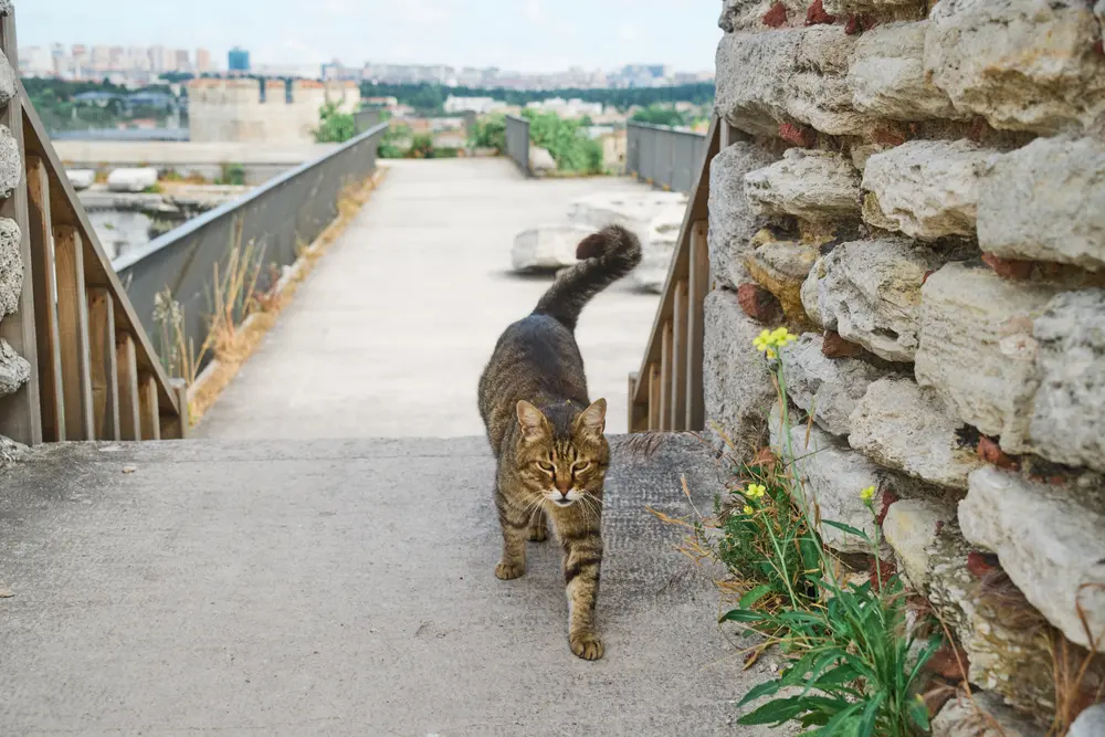城壁を歩く猫