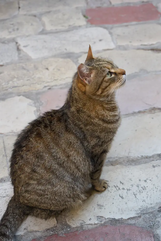 朝の石段と猫