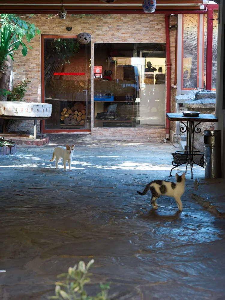 2026-06-08_istanbul_street-dogs-shopfront_dsc04280.jpg