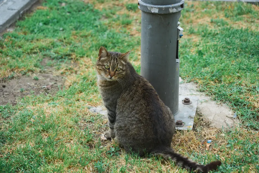 2026-06-06_istanbul_cat-beside-lamppost_dsc02603.jpg