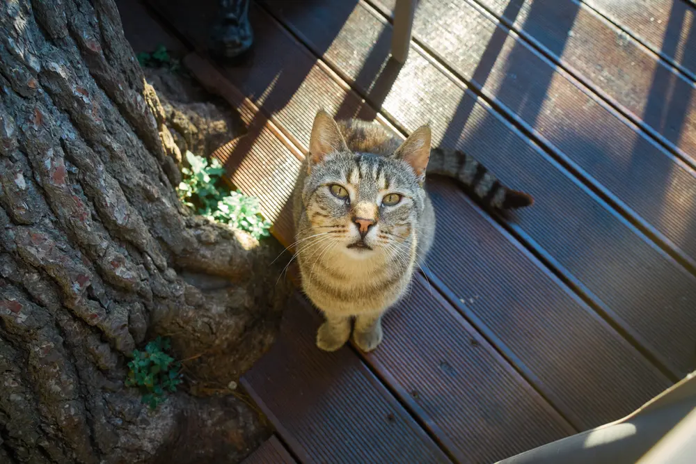 2026-06-13_korcula_cat-looking-up_dsc06738.jpg