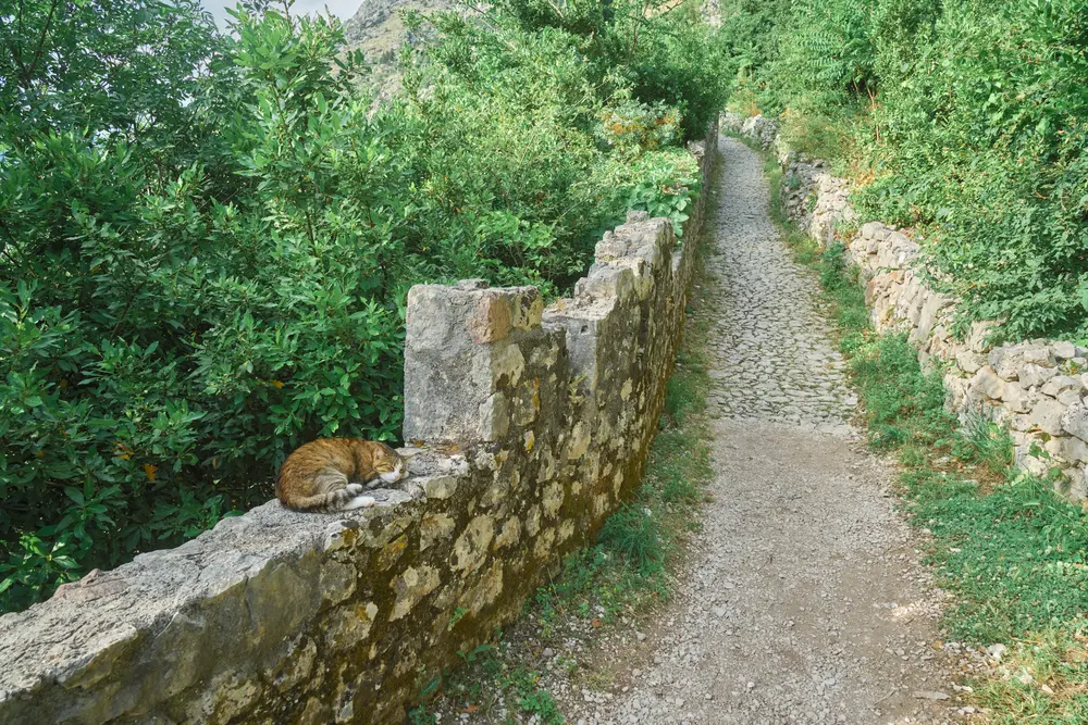 2026-06-11_kotor_cat-on-trail-wall_dsc05674.jpg