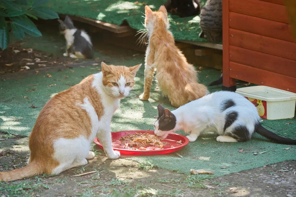 2026-06-12_kotor_cats-at-feeding-dish_dsc06163.jpg