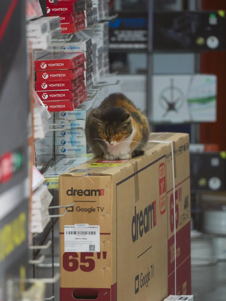 2026-06-06_istanbul_cat-on-store-boxes_dsc03098.jpg