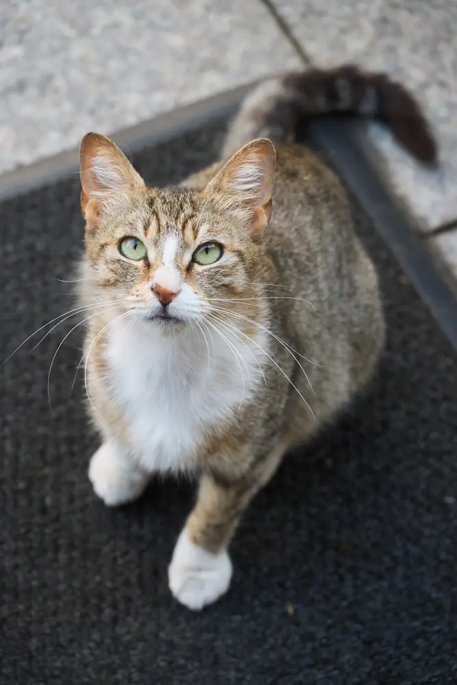 2026-06-09_istanbul_cat-looking-up-close_dsc04524.jpg