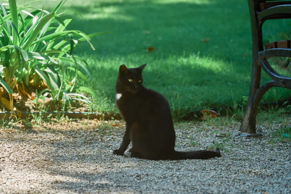 2026-06-06_istanbul_black-cat-on-gravel-path_dsc02790.jpg