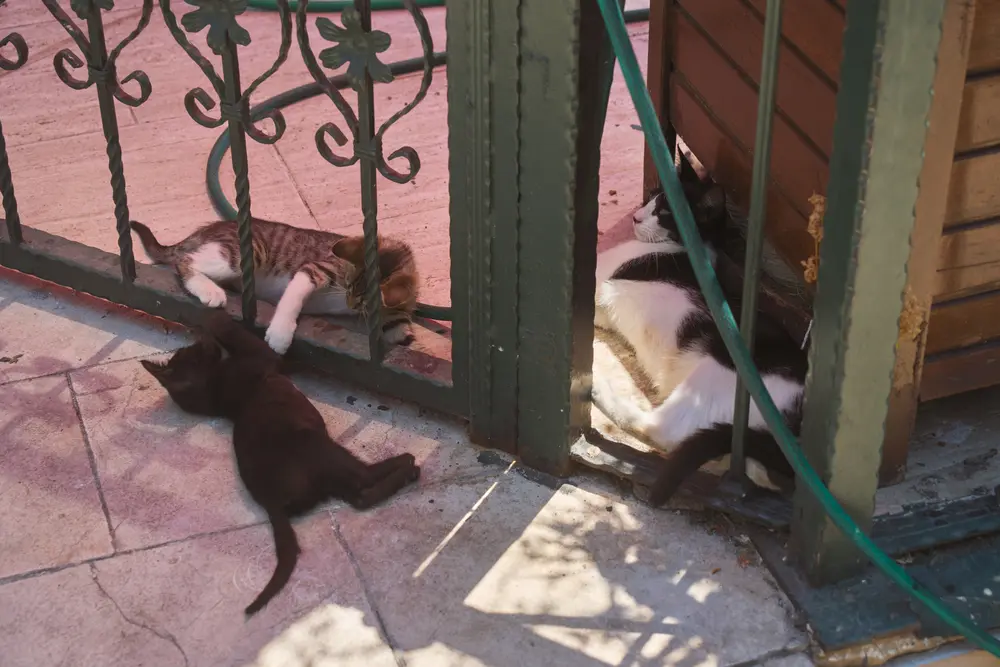 2026-06-07_istanbul_cats-sleeping-by-gate_dsc03802.jpg